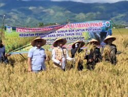 Asisten II Aceh Besar Membuka Panen Padi Perdana Program Ketahanan Pangan Dana Desa Tahun 2024