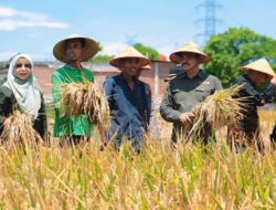 Aceh Besar Sukses Tingkatkan Produksi Padi Melalui PAT