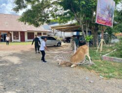 Sapi Liar Diamankan Satpol PP dan WH Aceh Besar