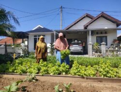 BPP Simpang Tiga Aceh Besar Studi Pemanfaatan Pekarangan Rumah untuk Sayur Organik