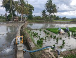 Petani Ateuk Lamphang Airi Sawah Dengan Pompanisasi