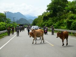 Satpol PP dan WH Aceh Besar Bersama Tim Gabungan Usir Ternak Liar di Jalan Banda Aceh-Meulaboh