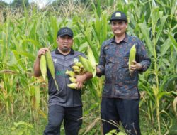 Dukung Ketahanan Pangan, Pj Bupati Aceh Besar Panen Jagung di Lamteuba