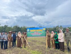 Dukung Ketahanan Pangan, Halaman Meuligoe Bupati Ditanami Jagung Manis