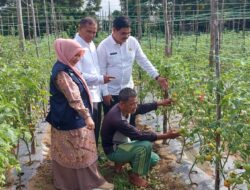 Kendalikan Inflasi, Dinas Pertanian Aceh Besar Dorong Budidaya Tomat dan Cabai