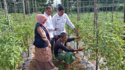 Kendalikan Inflasi, Dinas Pertanian Aceh Besar Dorong Budidaya Tomat dan Cabai