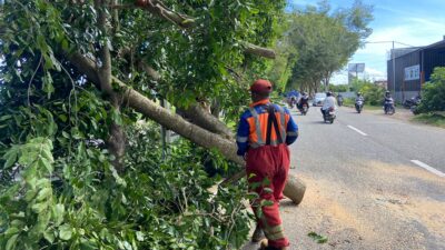 BPBD Aceh Besar Gerak Cepat Tangani Insiden Pohon Tumbang