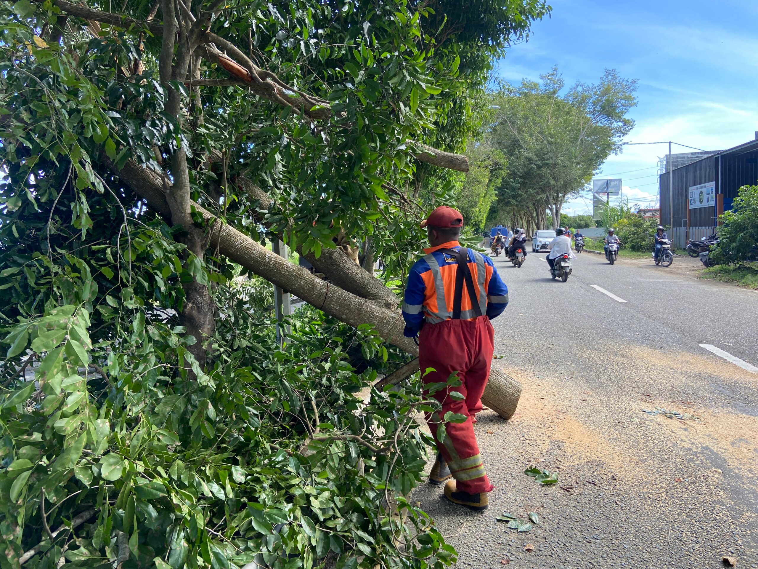 BPBD Aceh Besar Gerak Cepat Tangani Insiden Pohon Tumbang