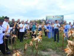 Pj Bupati Aceh Besar Bersama Danlanud SIM Panen Jagung