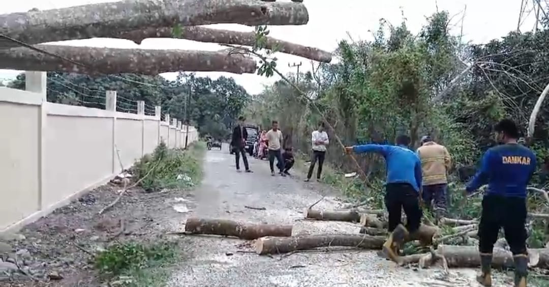 BPBD Aceh Besar Sigap Bersihkan Pohon Tumbang di Saree