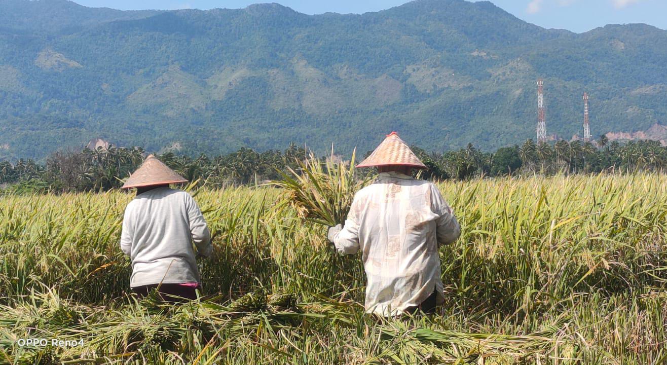 Kecamatan Simpang Tiga dan Lhoknga Mulai Panen Padi