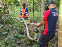Terima Aduan Warga, Tim Damkar Aceh Besar Evakuasi Ular Piton 3,5 Meter