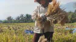 Harga Gabah di Aceh Jaya Rp6.900 hingga Rp7.100 per kilogram