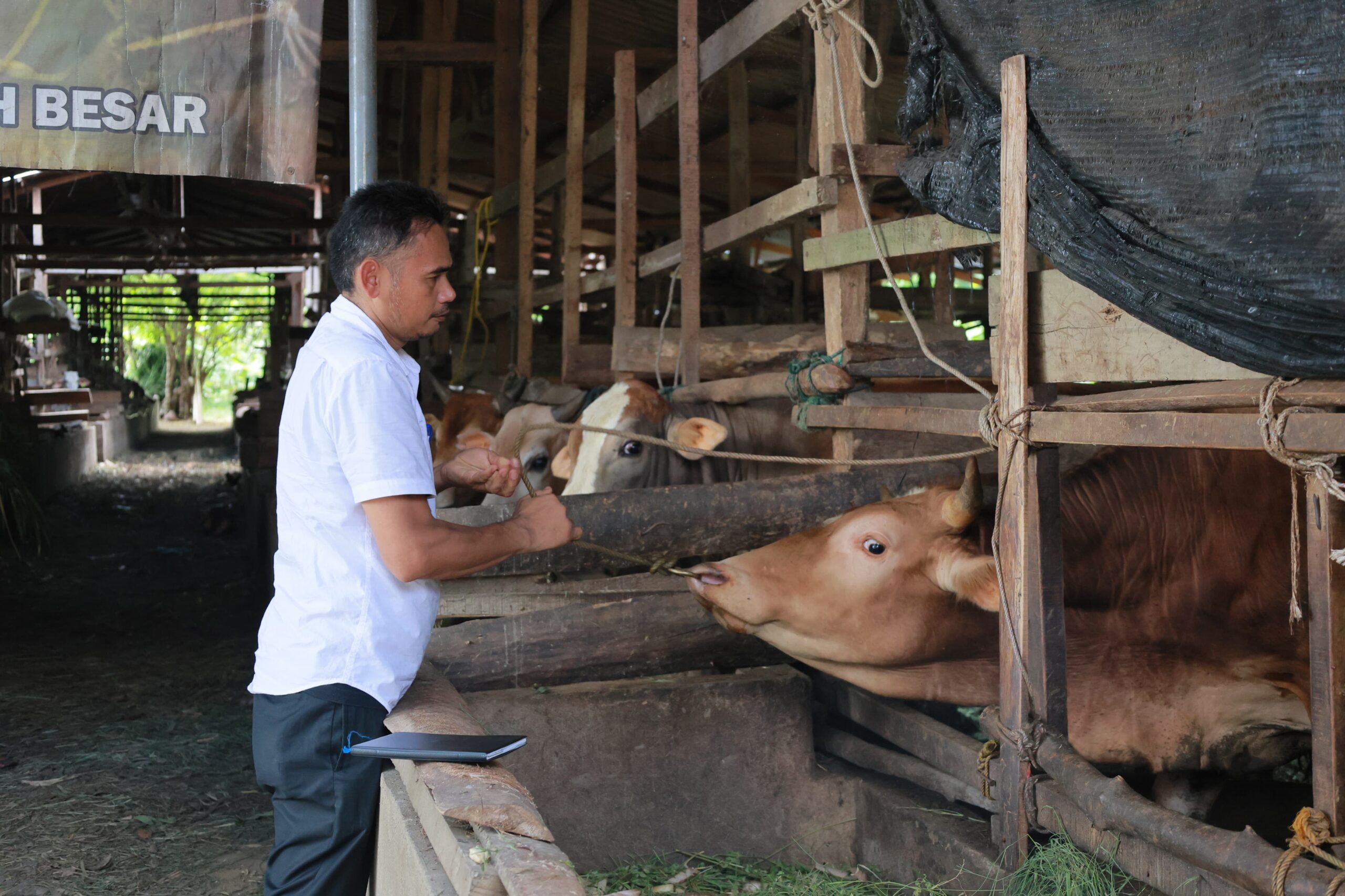 Menjaga Ketersediaan Daging, Distan Aceh Besar Lakukan Penggemukan Sapi