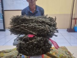 Pengedar Ganja di Aceh Timur Diringkus Polisi