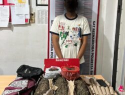 Polresta Banda Aceh Amankan 3,7 Kg Ganja dan Tersangka