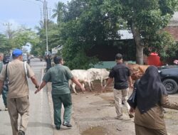 Berkeliaran, Satpol PP dan WH Aceh Besar Amankan 9 Ekor Sapi