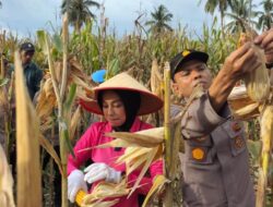 Dukung Program Ketahanan Pangan, Kapolres Aceh Jaya Ikut Panen Jagung