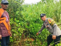 Lagi..!! Harimau Mangsa Ternak Warga di Aceh Timur