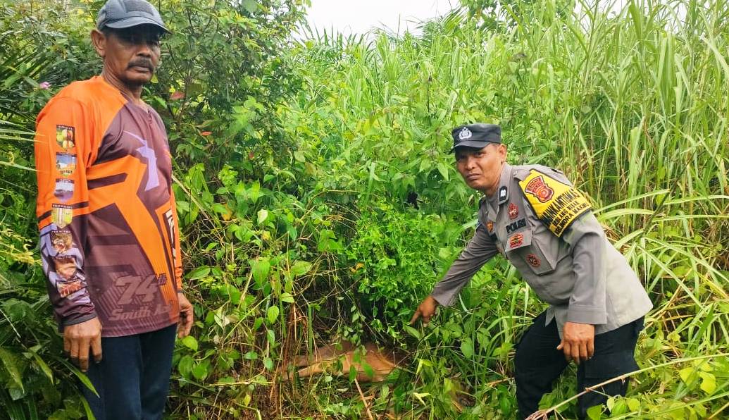 Lagi..!! Harimau Mangsa Ternak Warga di Aceh Timur