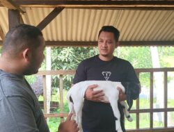 Jelang Idul Adha 1446 H, Peternak Kambing Banjir Orderan
