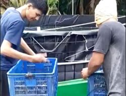 Program Bioflok di Bireuen Dinilai Gagal, Pengawas Kelompok Berikan Klarifikasi