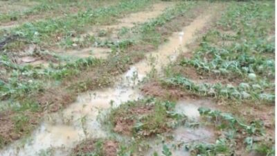 Terdampak Banjir, Petani Semangka di Tenggulun Gagal Panen