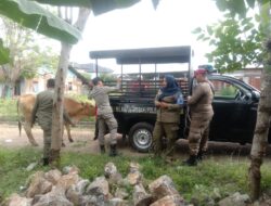 Kembali..!! Satpol PP dan WH Aceh Besar Amankan Sapi Liar