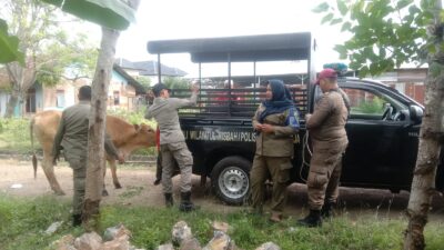 Kembali..!! Satpol PP dan WH Aceh Besar Amankan Sapi Liar