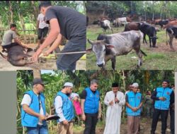 Turki Salurkan 150 Ekor Hewan Kurban untuk Masyarakat Aceh