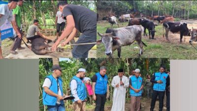 Turki Salurkan 150 Ekor Hewan Kurban untuk Masyarakat Aceh