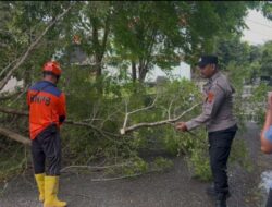 Quick Respon, Polsek Banda Raya BPBD Bersihkan Pohon Tumbang