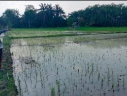 Alami Gejala Aneh, Tanaman Padi di Desa Tupah Mendadak Mati