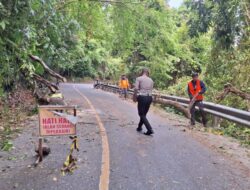 Pohon Tumbang di Jalur Geurutee, Kapolres Aceh Jaya Imbau Pengguna Jalan Waspada