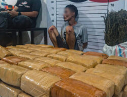 Polres Aceh Utara Gagalkan Peredaran Narkotika Jenis Ganja di Sawang