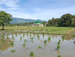 Aceh Besar Target Tanam Padi 37.000 Hektar Pada 2025