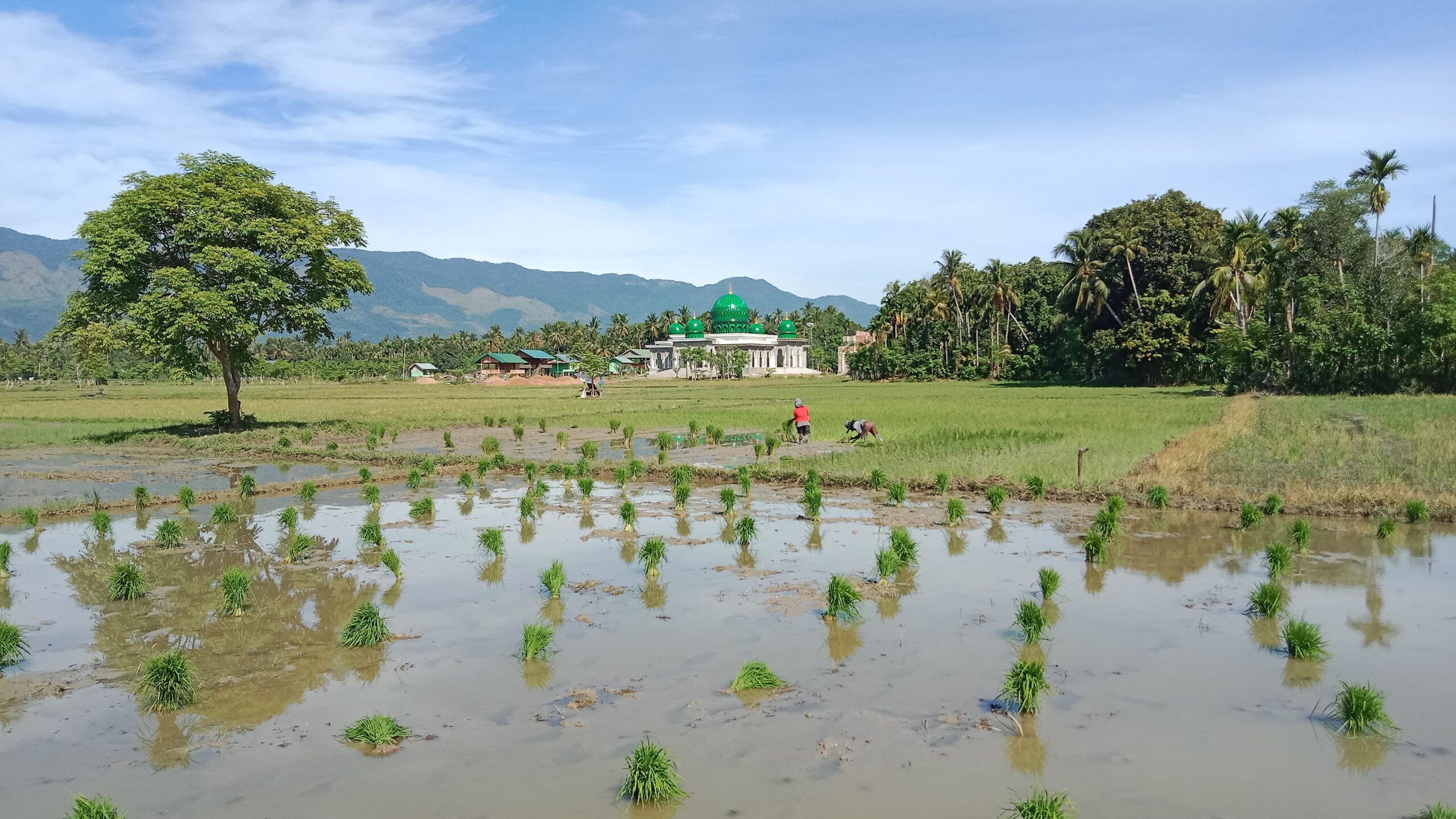 Aceh Besar Target Tanam Padi 37.000 Hektar Pada 2025
