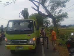 Menggangu Pengguna Jalan, DLH Aceh Besar Potong Dahan Pohon