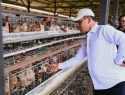 Aceh Besar Minta Pengelolaan UPTD Peternakan Ayam Petelur Milik Provinsi
