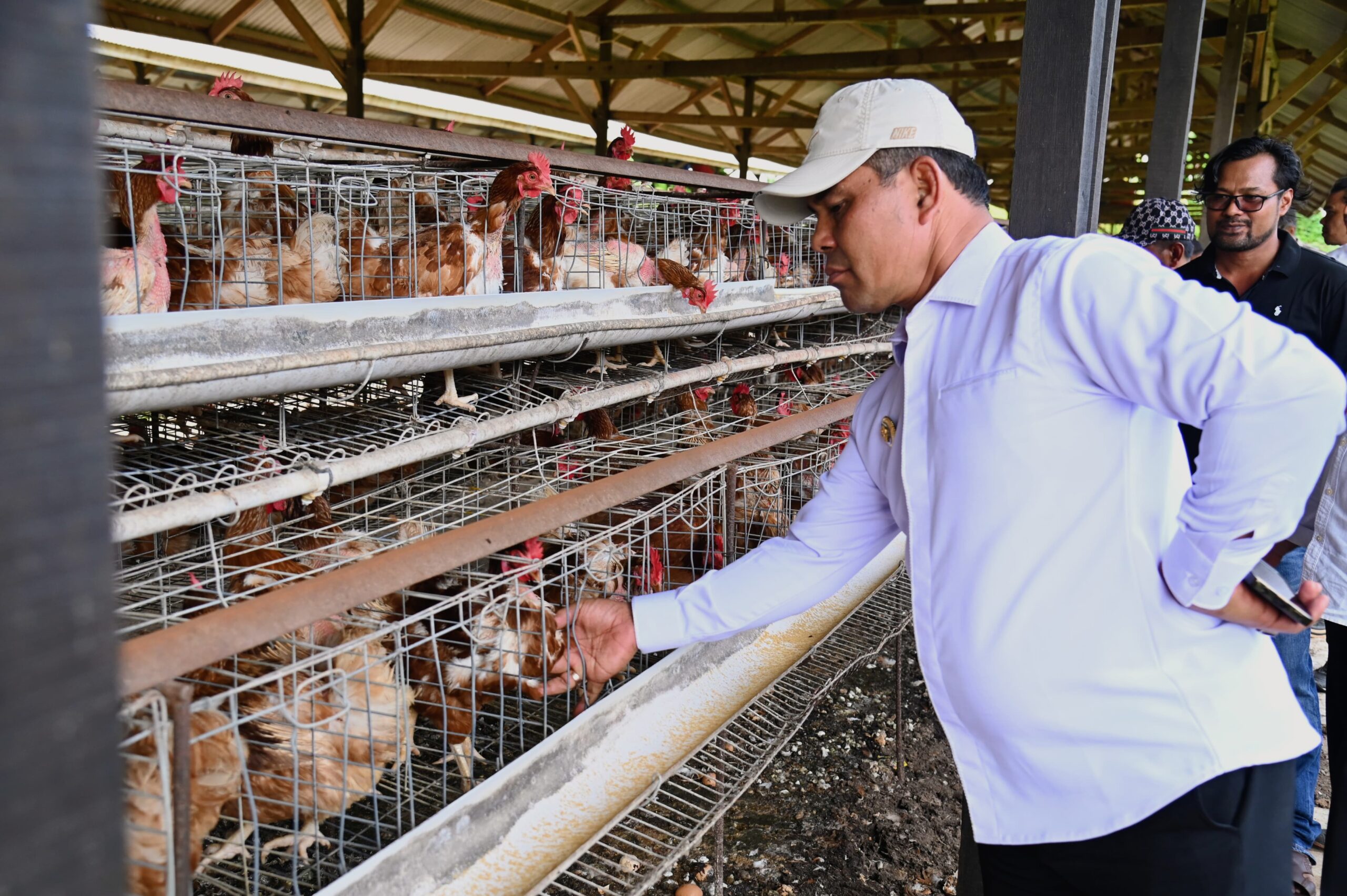 Aceh Besar Minta Pengelolaan UPTD Peternakan Ayam Petelur Milik Provinsi