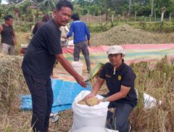 Harga Gabah di Aceh Besar Capai Rp.8.200-9.000 Per Kg