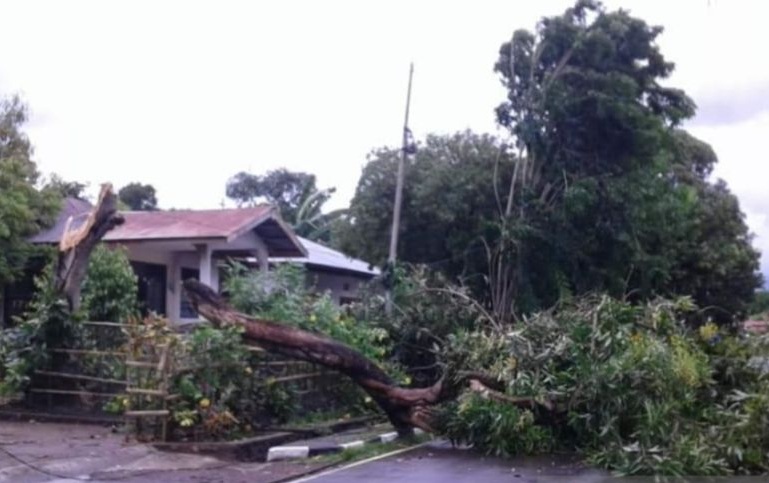 Pohon Tumbang
