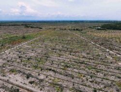 Monitoring LembAHtari, Degradasi HL Mangrove Alur Cina Tahap ‘Deplorable Condition’