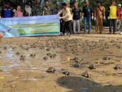 Lagi, YSLI Lepasliarkan Ribuan Anak Batagur Borneoensis ke Laut Lepas