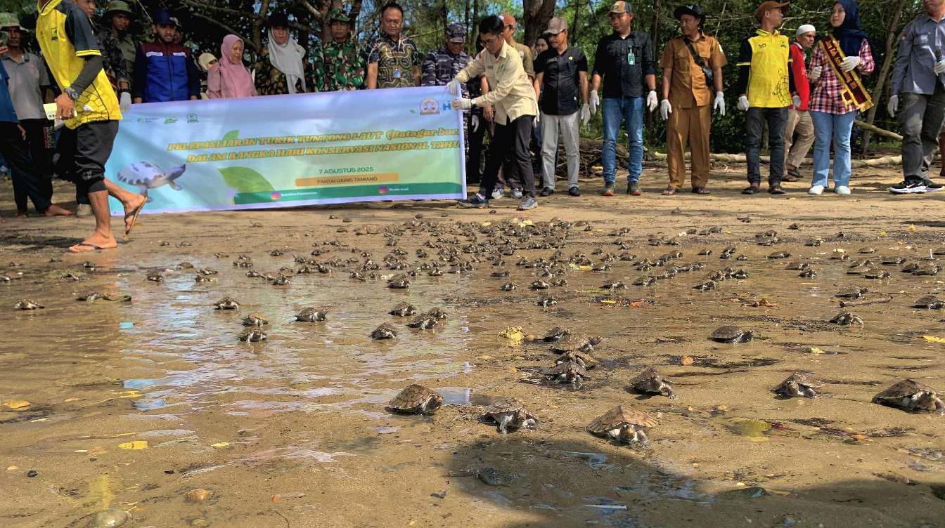 Lagi, YSLI Lepasliarkan Ribuan Anak Batagur Borneoensis ke Laut Lepas