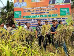 Wabup Ismail Panen Raya Padi Organik Tri Sakti di Demplot Seruway