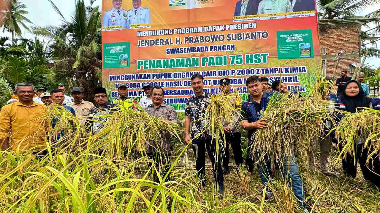 Wabup Ismail Panen Raya Padi Organik Tri Sakti di Demplot Seruway