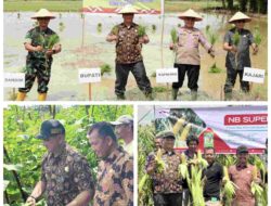 Kata Bupati, Tanam Padi dan Jagung  Jaga Stabilitas Harga dan Ketahanan Pangan