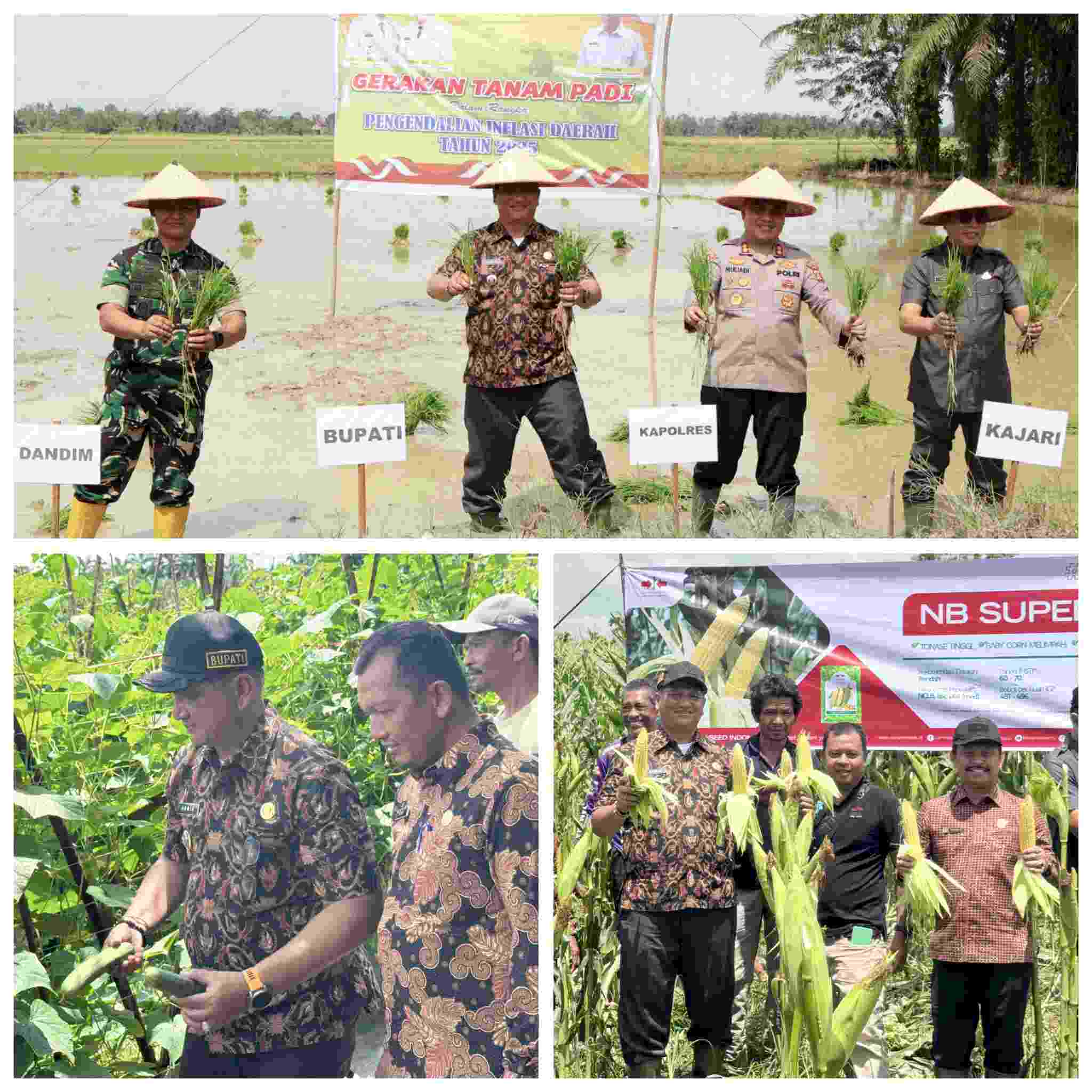 Kata Bupati, Tanam Padi dan Jagung  Jaga Stabilitas Harga dan Ketahanan Pangan