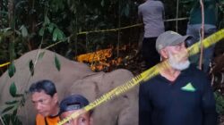 Seekor Gajah Jantan Ditemukan Mati di Kebun Warga